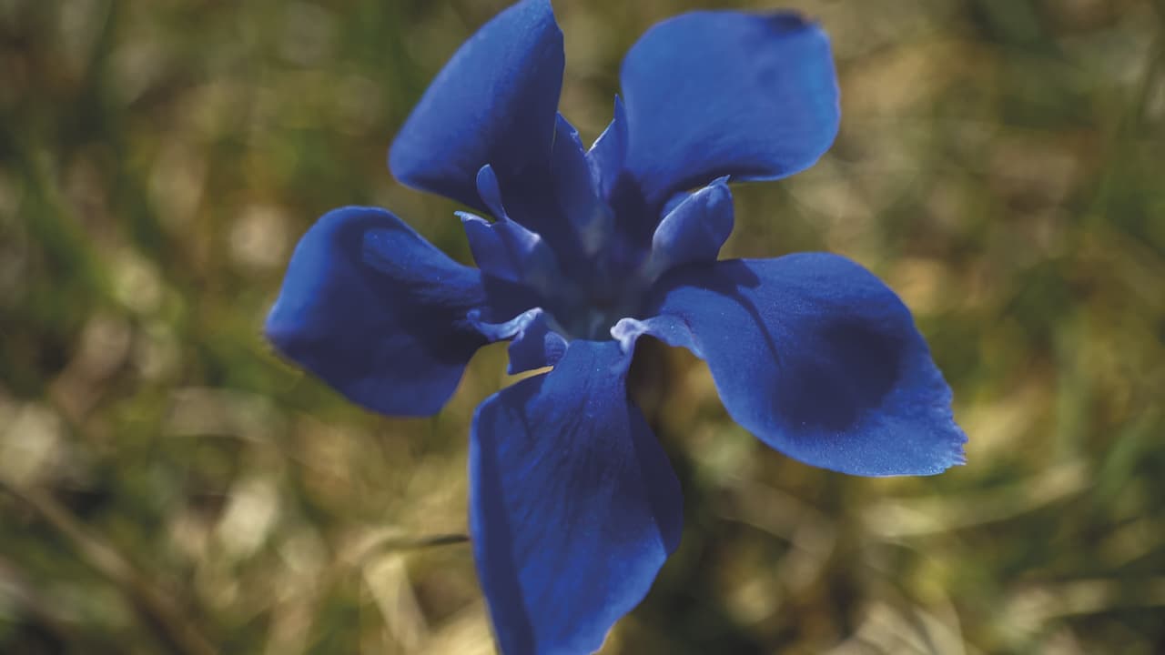 Sound and Vision: Films by Helen Petts